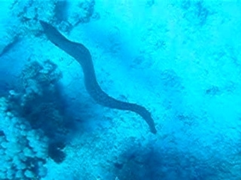 Murène de Java en pleine eau