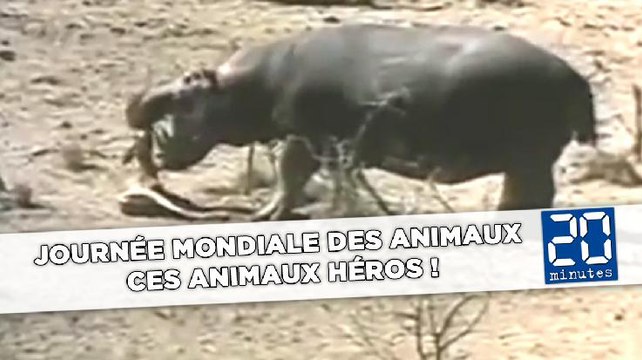 Journée mondiale des animaux: Ces animaux sont des héros