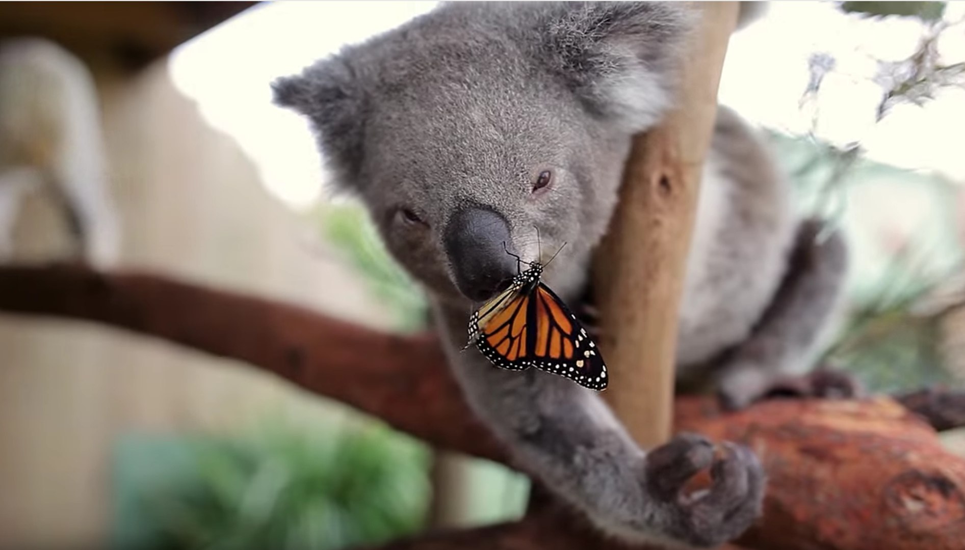 L Amitie Improbable Entre Un Bebe Koala Et Un Superbe Papillon Video Dailymotion