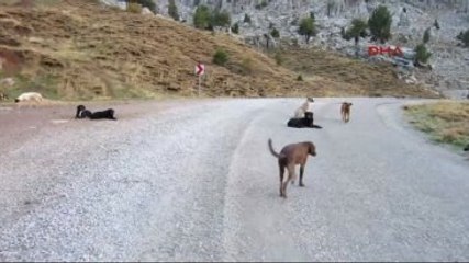 Antalya Köpekler Dağa Terk Edildi 2