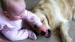 Ce bébé met les mains dans la bouche du chien mais pas d'inquiétude ce chien est le plus gentil du monde
