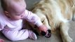 Ce bébé met les mains dans la bouche du chien mais pas d'inquiétude ce chien est le plus gentil du monde