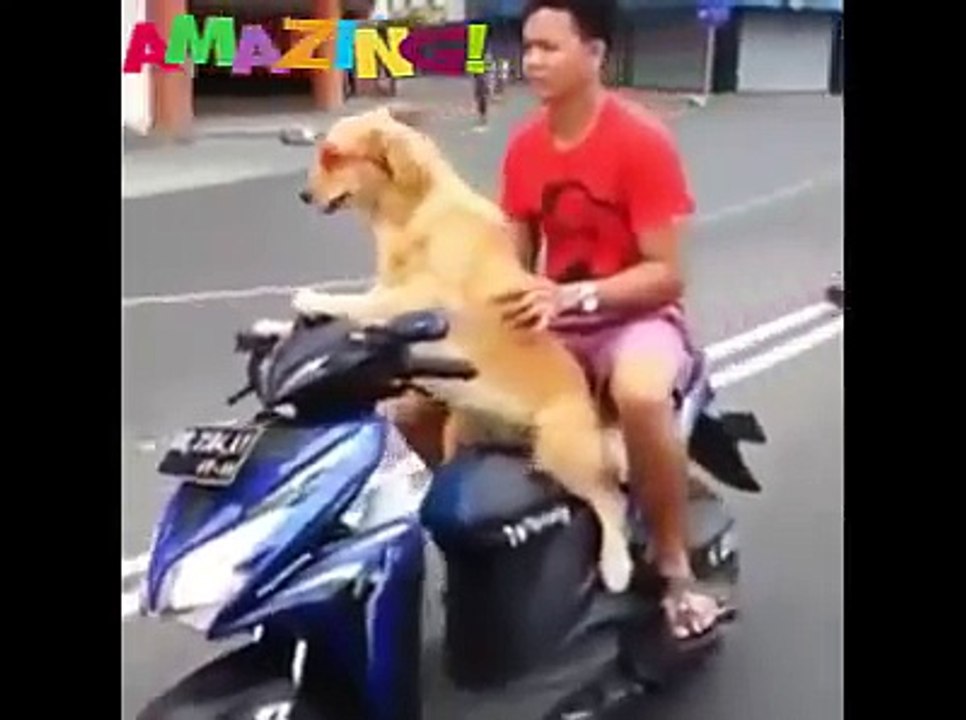 amazing videos of the world -HD