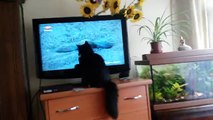 En komik kedi videoları - The most funny cat videos 2016