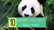 10 Adorable Facts about Giant Pandas