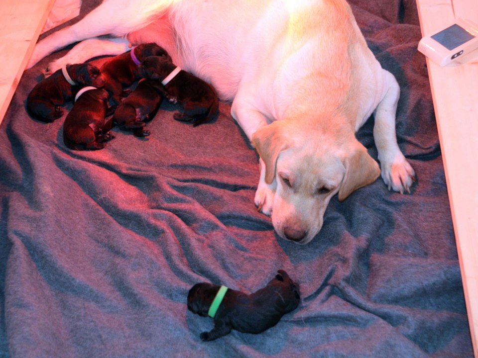 Elevage de l'Etang des Vignerons - Chiots I AM A PRETTY GIRL et HELIOT 28-09-16