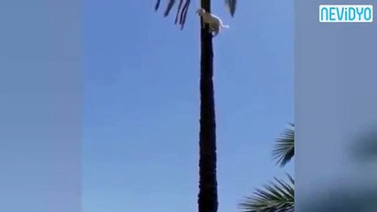 Keçi Ağacın Tepesine Nasıl Çıkmış