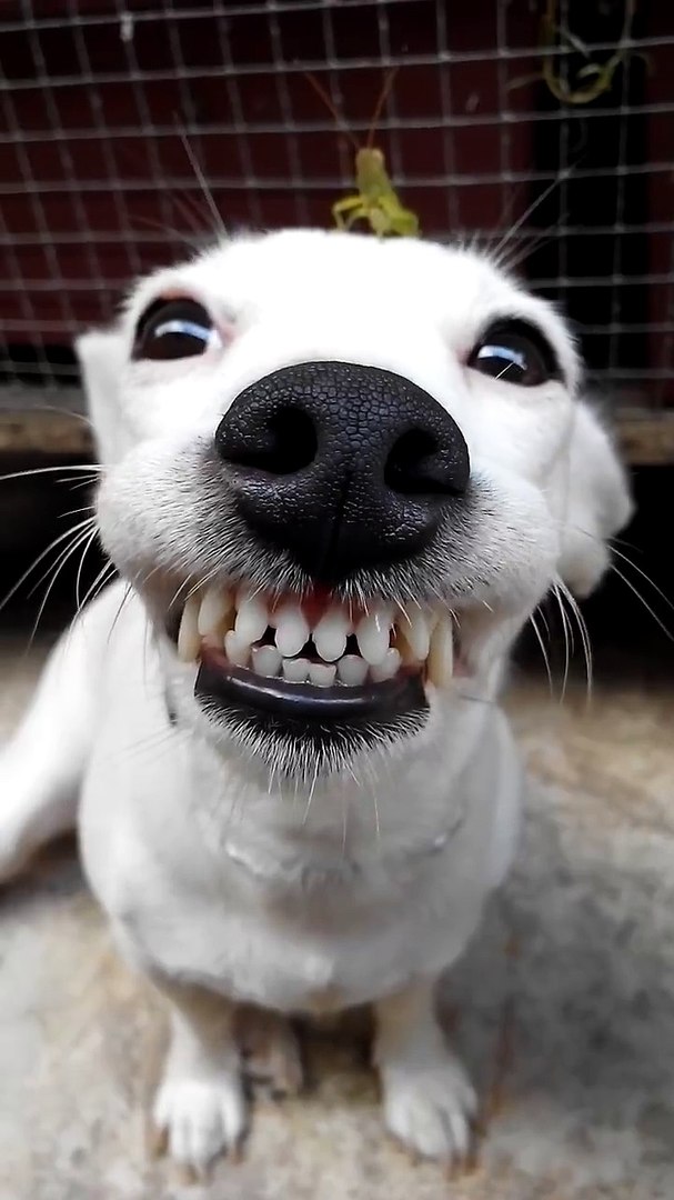Smiling Dog Funny - Video Dailymotion