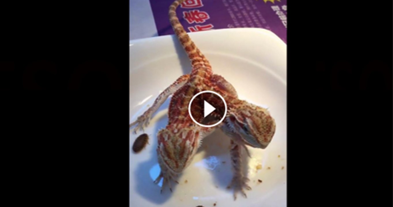 amazing two mouth creature