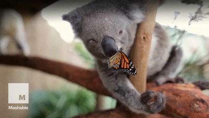 Koala shares spotlight with butterfly, teaches us lesson on how to deal with fame