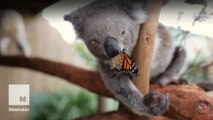 Koala shares spotlight with butterfly, teaches us lesson on how to deal with fame