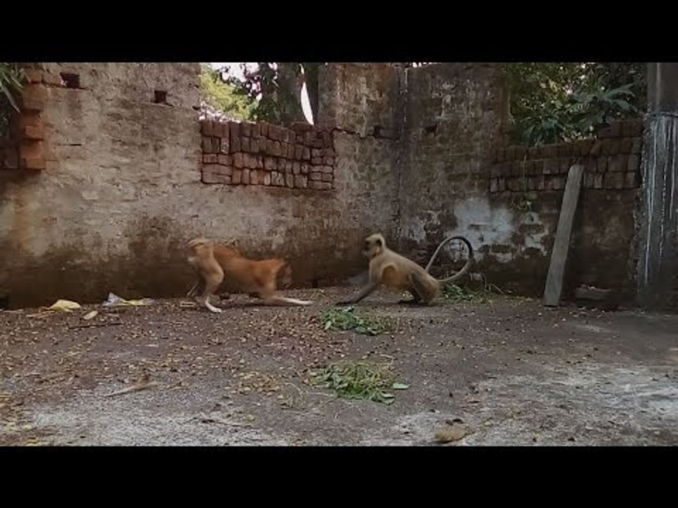 Most amazing wild Animal attack