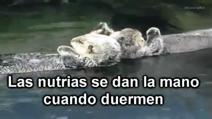 ¿A que no sabías estas cosas de las nutrias?