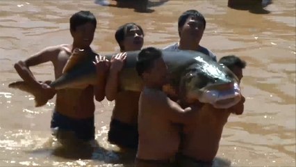 مهرجان في الصين لصيد أسماك الكارب