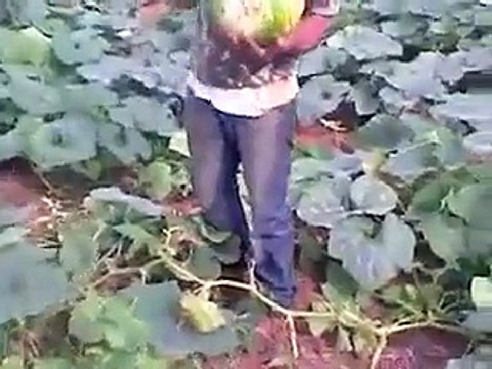 siz nasıl çeşitlersiniz acaba. I wonder how do you varieties.