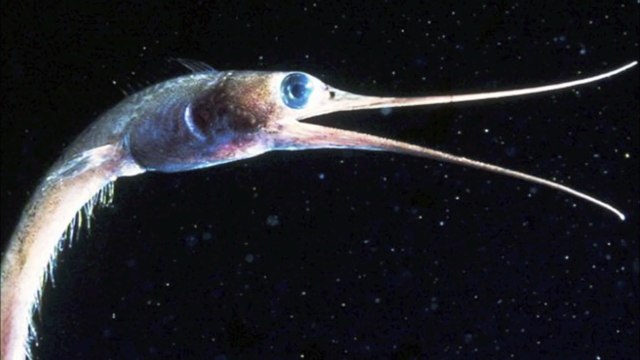 5 Mysterious Deep Sea Creatures Caught On Tape! #2