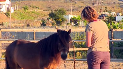 Tiny but Mighty- This Ancient Greek Horse Still Exists Today - National Geographic