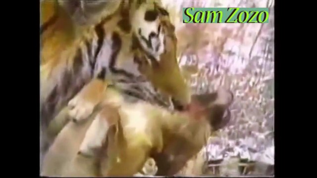 Wild animals attacks dog. Pit bull vs tiger. Leopard attacks dogs Mountain Lion vs dog fight