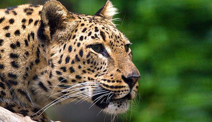 Baby Bird Takes on Hungry Leopard - Latest Wildlife Sightings