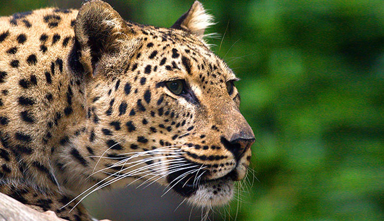 Baby Bird Takes on Hungry Leopard - Latest Wildlife Sightings