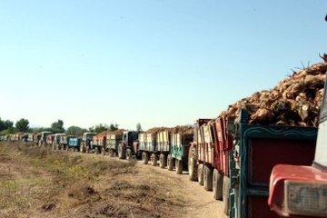 Pancar Teslimi İçin 3 Kilometrelik Traktör Kuyruğu