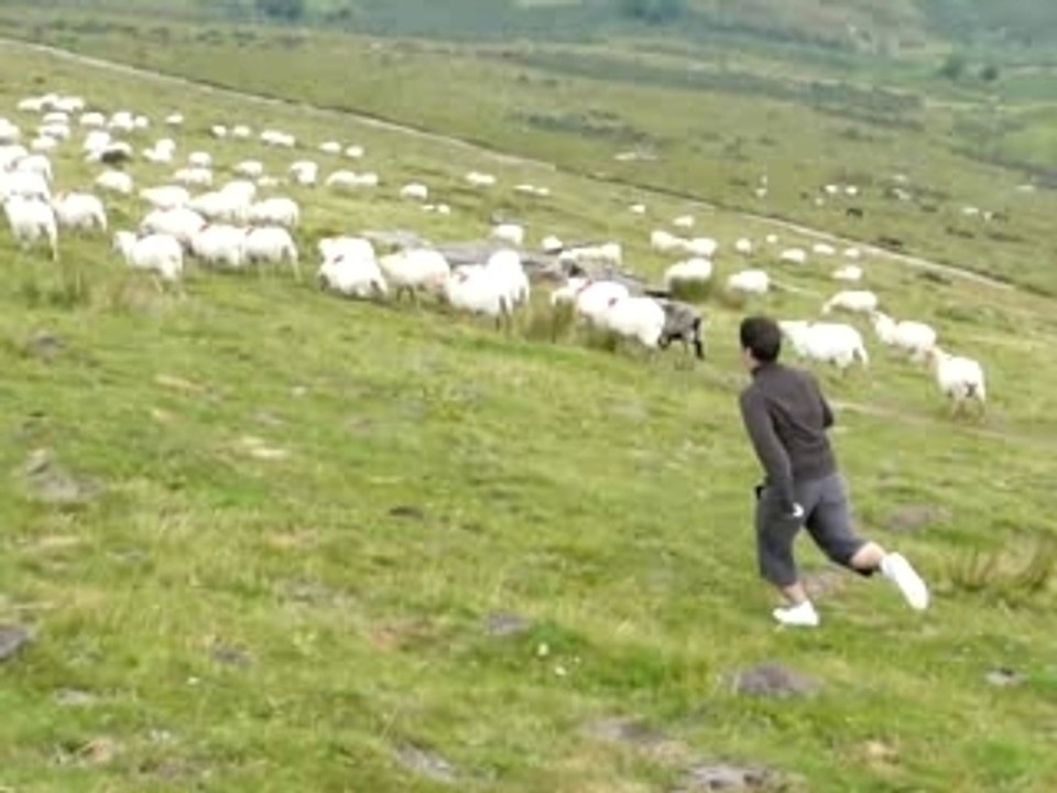 Hugo's sheep hunt