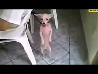 Cat and Dog Dancing on Music Song very Funny Video