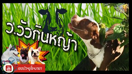 เชอบัว ยูโร มายา ตอนที่ 100 ว.วัวกินหญ้า