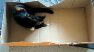 Lulu, box and a drink stick
