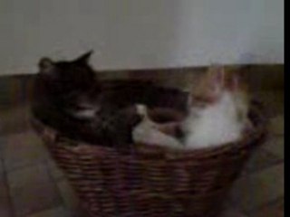 Boxing cats 1