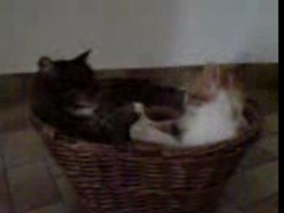Boxing cats 1