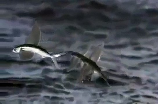 Allah Ki Qudrat - SubhanAllah