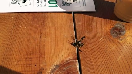 Two Wasps Throwing Down Over Starbucks