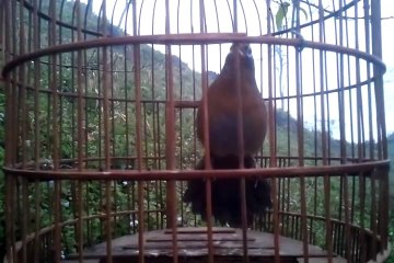 Củ đậu đuôi lá vả, đấu xòe hết đuôi