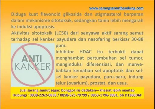 Riset Sarang Semut Anti Kanker