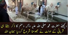 Dazzling Video Of Camel Dancing On The Naat Of Holy Prophet Hazrat Muhammad Fashion786pk.Com