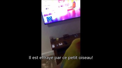 Ce gars est terrifié par une perruche... La honte!