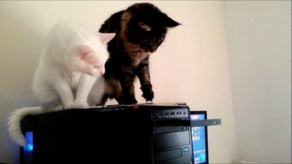 Quand 2 chats découvrent un lecteur CD.... Mais c'est quoi ce truc inutile???