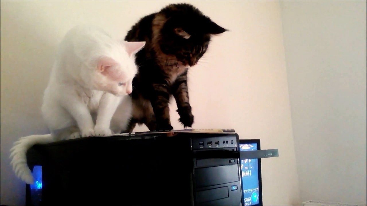 Quand 2 chats découvrent un lecteur CD.... Mais c'est quoi ce truc inutile???