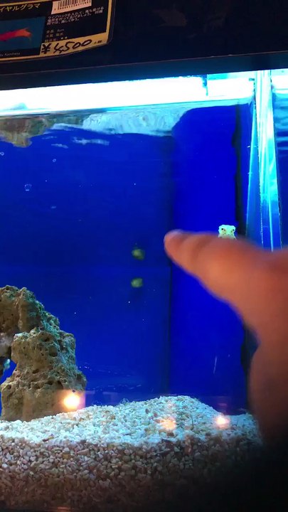 Ce petit poisson obéit au doigt et... au doigt!