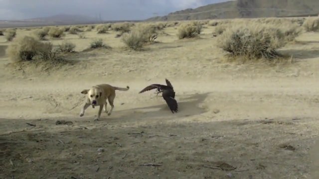 Ouahh un faucon attaque un chien! Dingue...