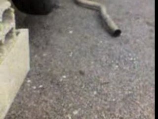 106 XRD sans silencieux