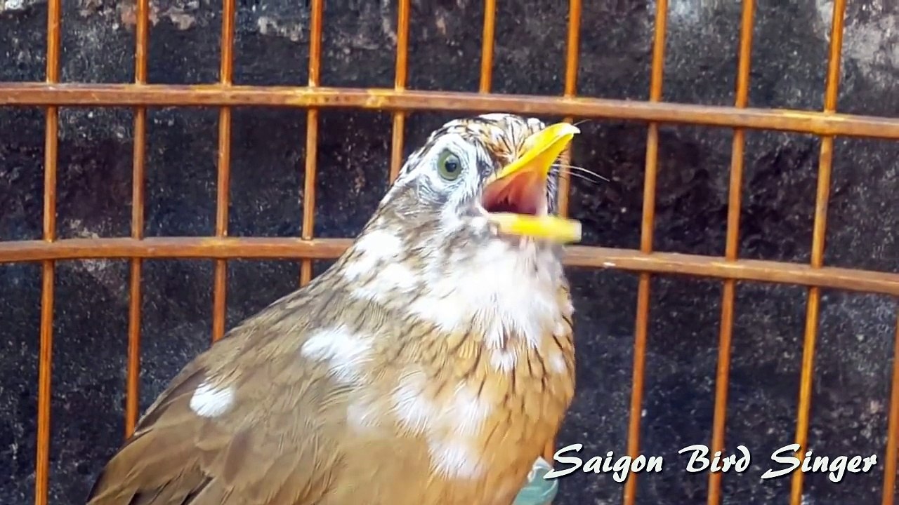 Họa mi bông đỉnh