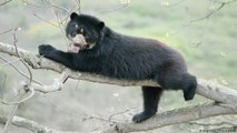 Ursos andinos estão ameaçados