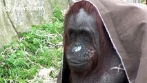Orangutan with blanket on its head smiles at visitors