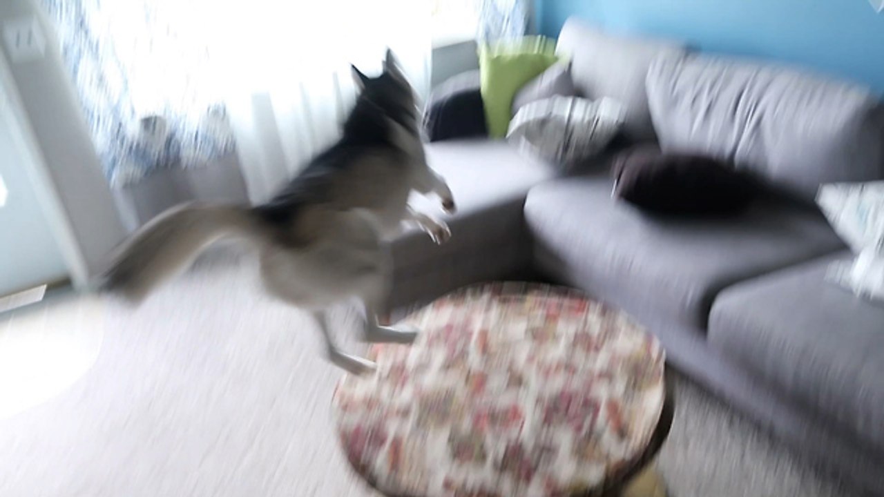 Chiede al suo Husky se vuole uscire di casa. La sua felicità è INCONTENIBILE