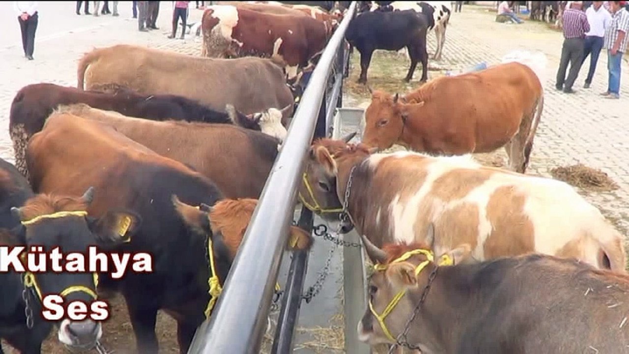 Kütahya'da şap karantinası 3 hayvan pazarı kapatıldı !!!
