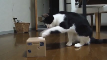 Funny Cats Compilation [Most See] Funny Cat Videos Ever Part 1.mp4