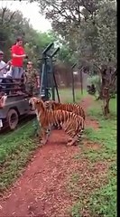 Verilen eti ani bir refleksle havaya uçarak alan kaplan ziyaretçileri şaşırttı. O anlar ise anbean kaydedildi.