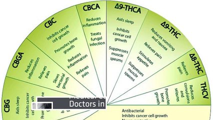 Medical Cannabis Doctors in Florida